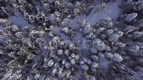 针叶林从上面看空中景观视频的预览图