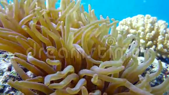 小丑鱼在海葵附近红海埃及视频的预览图