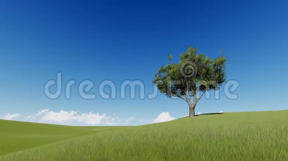 夏季草地上的一棵树视频的预览图
