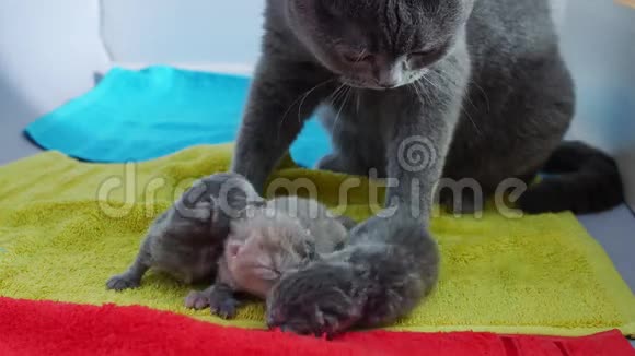 新生的小猫生命的第一天视频的预览图