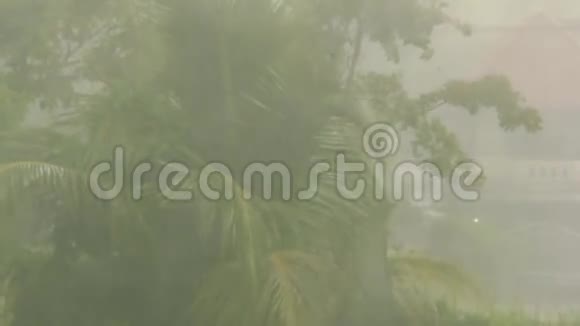 科岛丛林中的热带风暴飓风视频的预览图