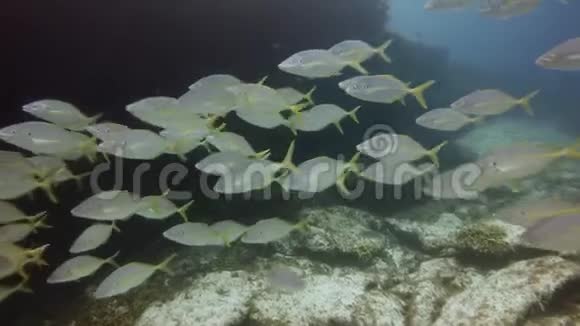 加那利群岛福尔特文图拉鱼群游泳视频的预览图