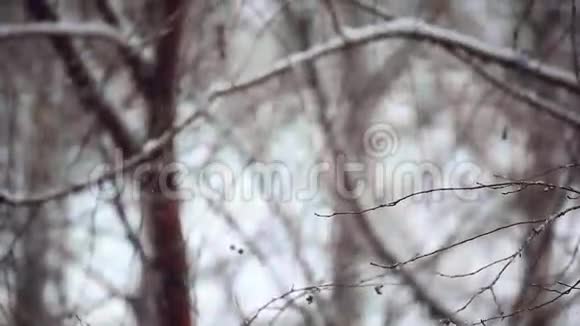 冬季公园背景白雪皑皑视频的预览图