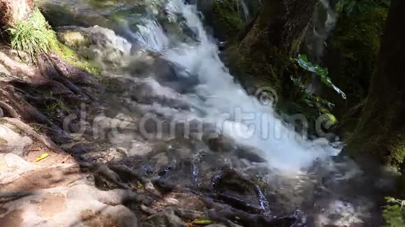 森林里的小瀑布视频的预览图