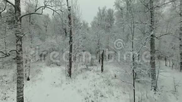 冬季森林鸟瞰图视频的预览图
