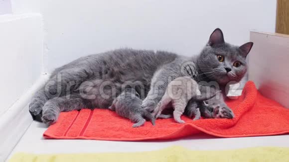 母猫给她的婴儿喂奶视频的预览图