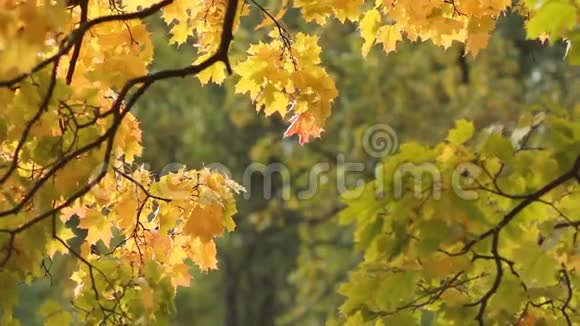 秋天的风景明亮的黄色枫叶在风中颤抖视频的预览图