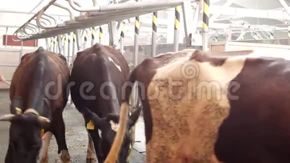 牛的农场挤奶在农场生产牛奶奶牛和牛奶母牛视频的预览图
