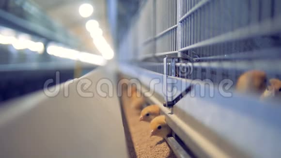 养鸡场的雏鸡家禽视频的预览图