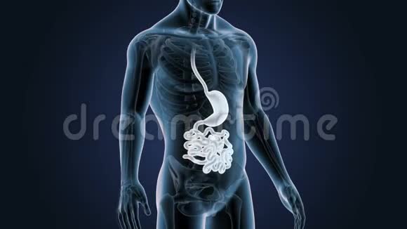胃小肠与骨骼在人体中的位置视频的预览图