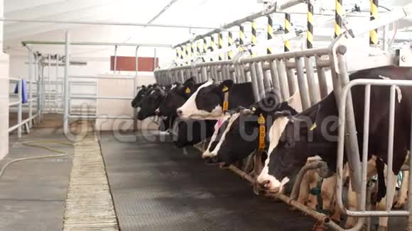 牛的农场挤奶在农场生产牛奶奶牛和牛奶母牛视频的预览图