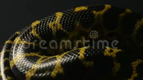 爬着黄色的宠物蟒蛇视频的预览图