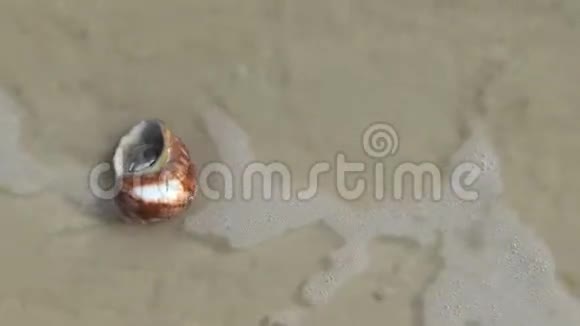在沙滩上隐藏螃蟹视频的预览图
