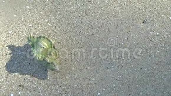 在沙滩上隐藏螃蟹视频的预览图