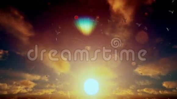 美丽的日出海鸥飞翔视频的预览图