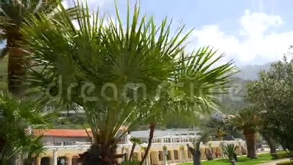 海上海岸背景棕榈树顶特写视频的预览图