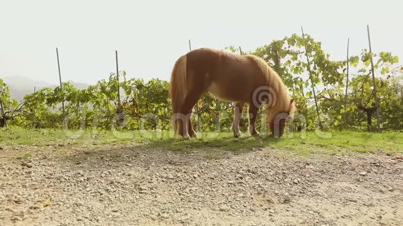 棕色小马在草地上吃草小马吃草特写棕色小马视频的预览图