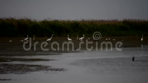 湿地上的白鹭和灰鹭视频的预览图
