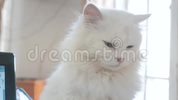 老白蓬松是睡猫画像坐在房子窗户旁的老白猫闭上了眼睛视频的预览图
