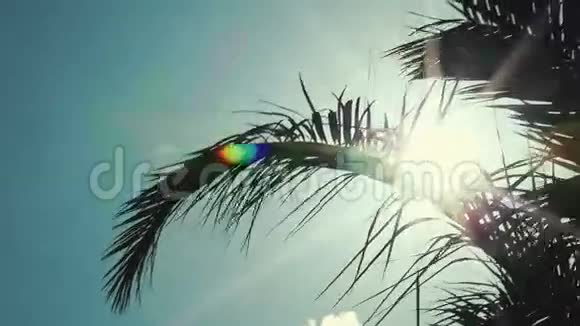 热带太阳视频的预览图