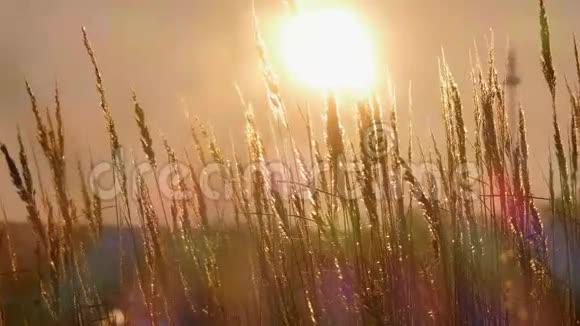 背景夕阳下的黄草视频的预览图