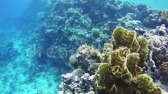 埃及红海的海洋生物视频的预览图