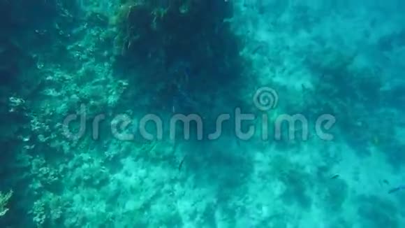 珊瑚礁在清澈的水里视频的预览图