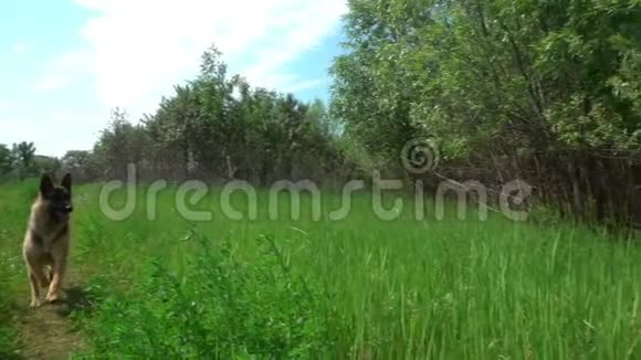 德国牧羊犬沿着夏季森林小路奔跑动作缓慢视频的预览图