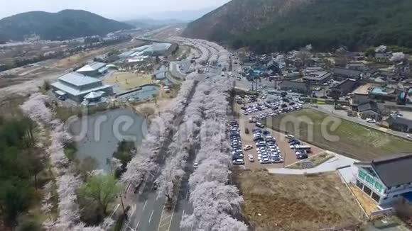 韩国庆州博门公园樱花路视频的预览图