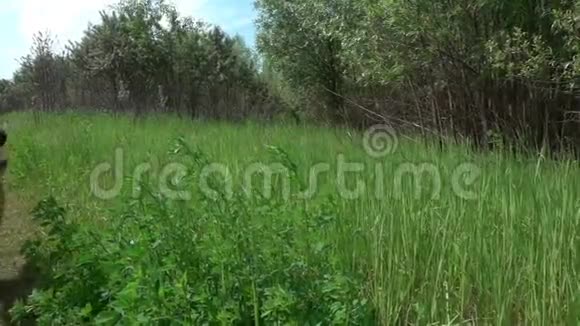 德国牧羊犬沿着夏季森林小路奔跑动作缓慢视频的预览图