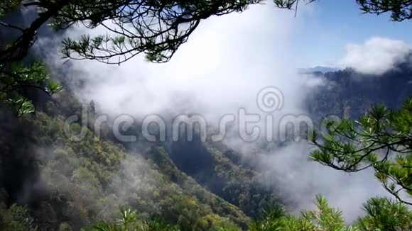 湖北神农架森林景观视频的预览图