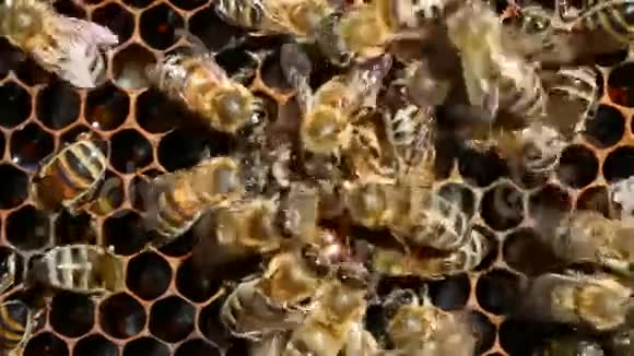 蜂王总是被工蜂包围他们的仆人蜂王在细胞里产卵视频的预览图
