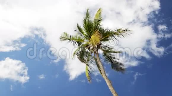 蓝天上的棕榈树白云视频的预览图