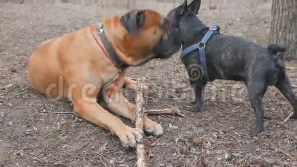 英国獒犬和法国斗牛犬视频的预览图