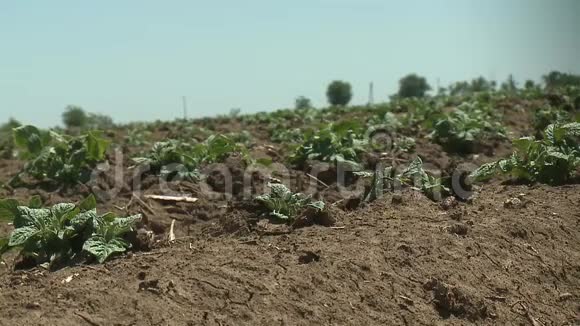 以枢轴喷头灌溉的马铃薯田视频的预览图