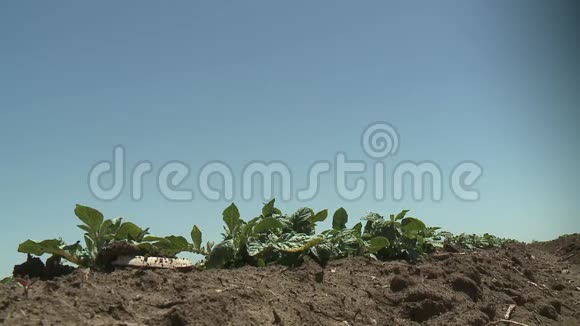 以枢轴喷头灌溉的马铃薯田视频的预览图