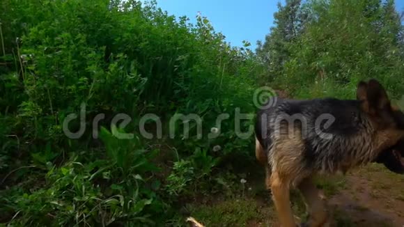 德国牧羊犬沿着夏季森林小路奔跑动作缓慢视频的预览图