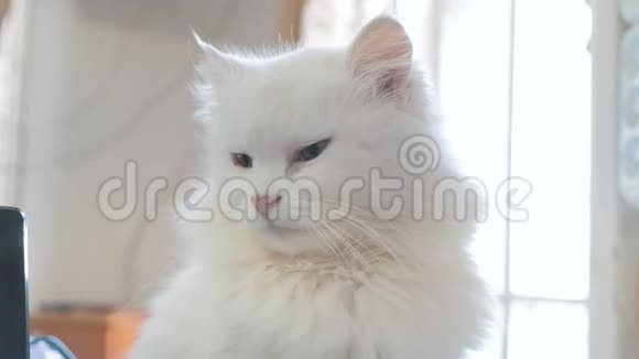老白蓬松是睡猫画像老白猫坐在房子的窗户旁封闭的生活方式视频的预览图