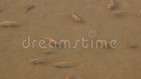 鱼缸鱼的繁殖视频的预览图