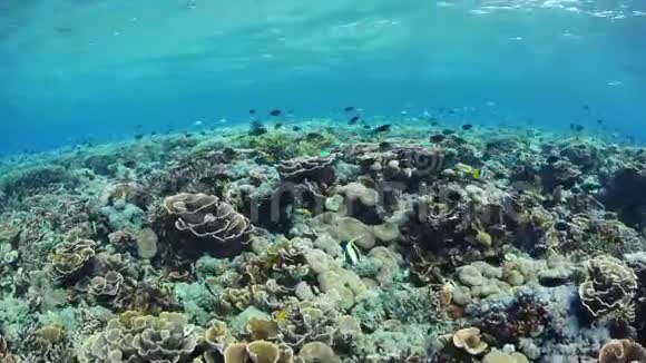 珊瑚三角区美丽健康的珊瑚礁视频的预览图