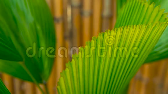 绿色多汁的热带树叶花卉春季或夏季背景视频的预览图