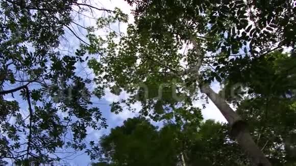 探索亚马逊雨林的树冠视频的预览图