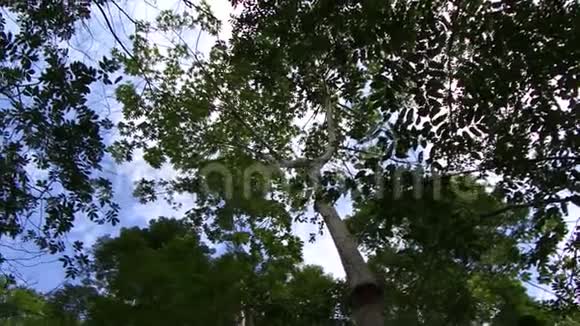 探索亚马逊雨林的树冠视频的预览图