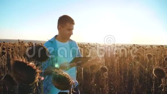 向日葵田里拿着石碑的农夫走土稳态慢动作视频农学家视频的预览图