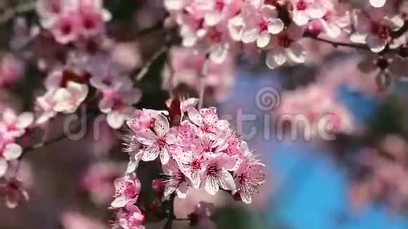 春樱花粉花视频的预览图