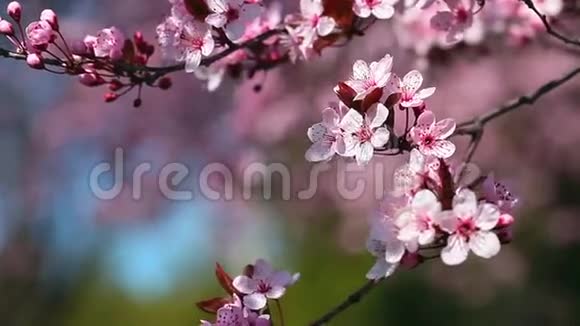 春樱花粉花视频的预览图