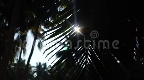 棕榈树和天空喀拉拉印度视频的预览图