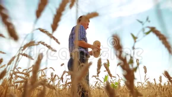 老农面包师的剪影拿着一个金色的面包和面包在成熟的麦田对抗蓝天慢动作视频的预览图