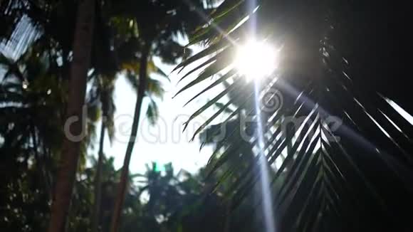 棕榈树和天空喀拉拉印度视频的预览图