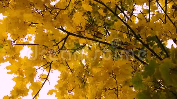 美丽的五彩缤纷的秋枫叶视频的预览图